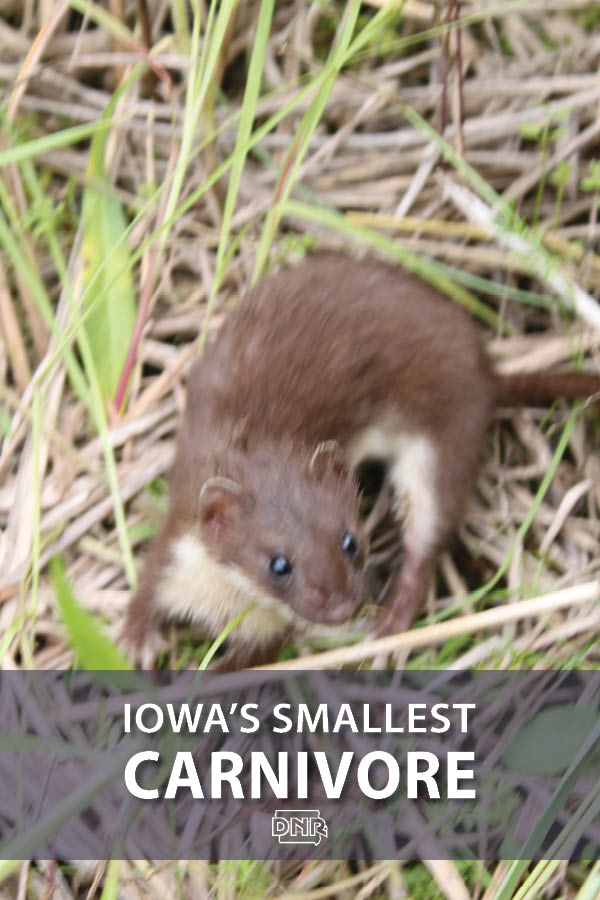 Did you know the tiny least weasel can take down prey larger than it is? More cool facts on Iowa's smallest carnivore  |  Iowa DNR